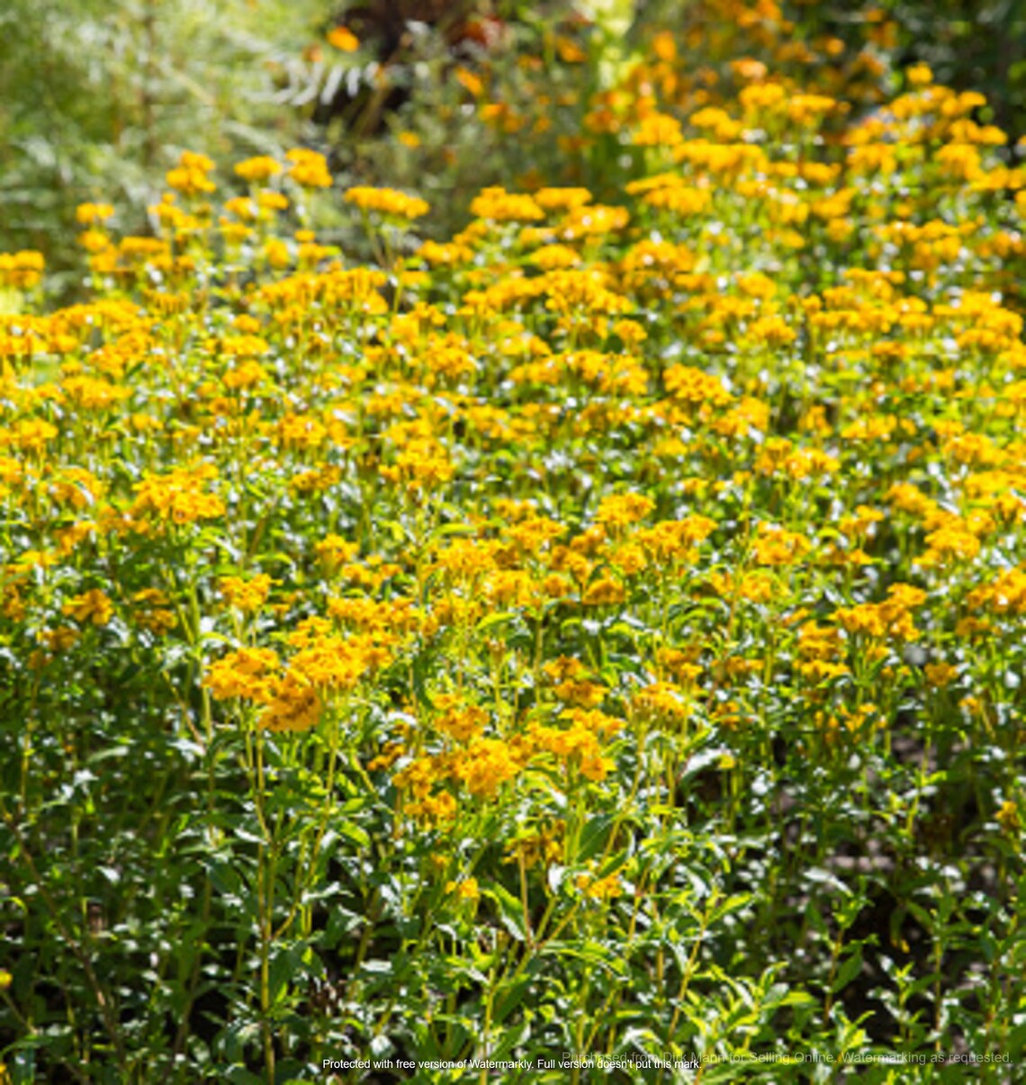 25 Mexican Mint Marigold Seeds Tagetes Lucida Heirloom Etsy