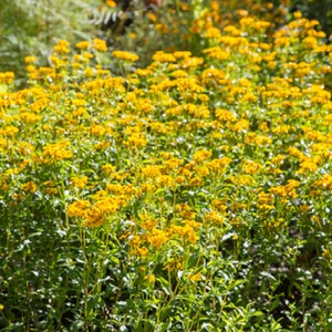 Mexican Mint Marigold 100+ Seeds (Tagetes Lucida) | Heirloom Medicinal Herb Spice & Flower