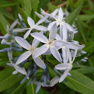 Ozark Shining Bluestar {Amsonia illustris} Cutting Favorite | Soil Adaptive | Easy Growing | 30 seeds Free Shipping!