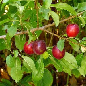 May include: Close-up of a branch of a tree with four red plums. The plums are hanging from the branch and are surrounded by green leaves.