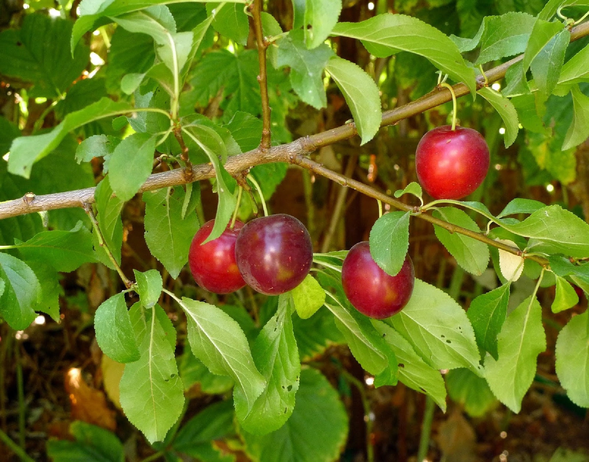 Cherry Plum Tree {Prunus americana}  Organic | NON GMO Edible | Patio Container | Pre-Stratified | 5 seeds Free Shipping!