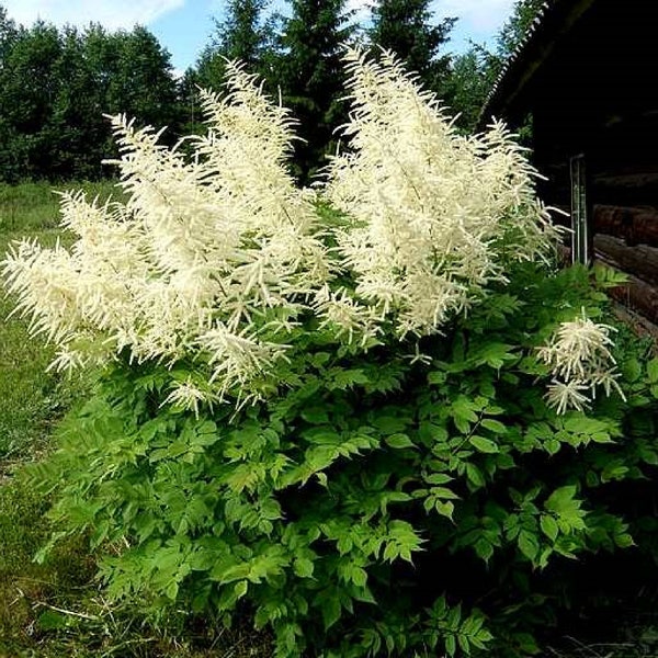 Goats Beard {Aruncus dioicus} Showy Plumes | Perennial | Cutting Favorite | Patio & Container | 100+ seeds Free Shipping!