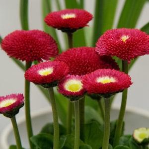 May include: A bouquet of red and white daisy-like flowers with yellow centers. The flowers are arranged in a vase and have green stems.