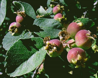 Utah Serviceberry {Amelanchier utahensis} Organic Fruiting Shrub | White Blooms | High Yield | 5/20 Pre-Stratified Seeds Free Shipping!