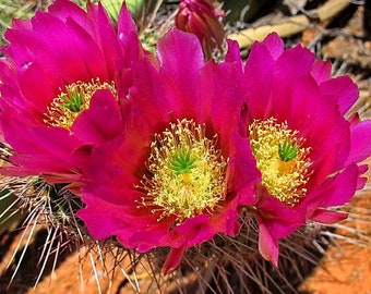 Strawberry Cactus {Echinocereus stramineus} Showy Succulent | Vibrant Blooms | Houseplant | Air Purifying | 25+ seeds Free Shipping!