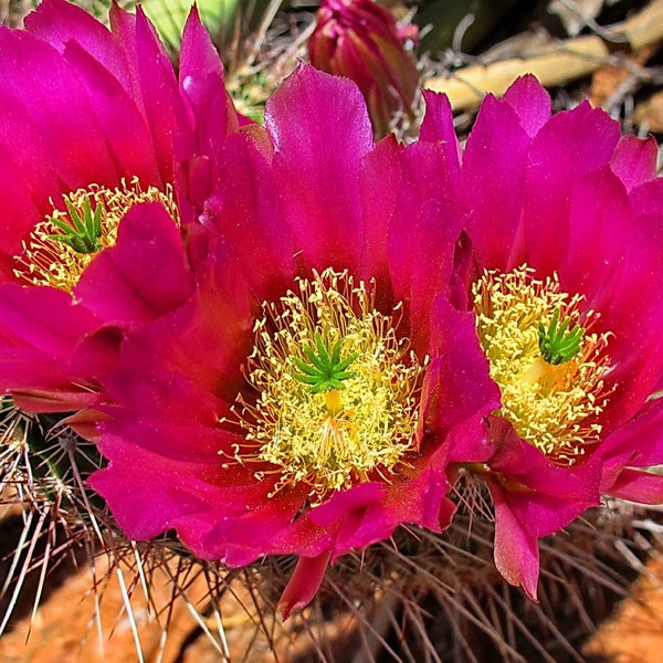 Strawberry Cactus {Echinocereus stramineus} Showy Succulent | Vibrant Blooms | Houseplant | Air Purifying | 25+ seeds Free Shipping!