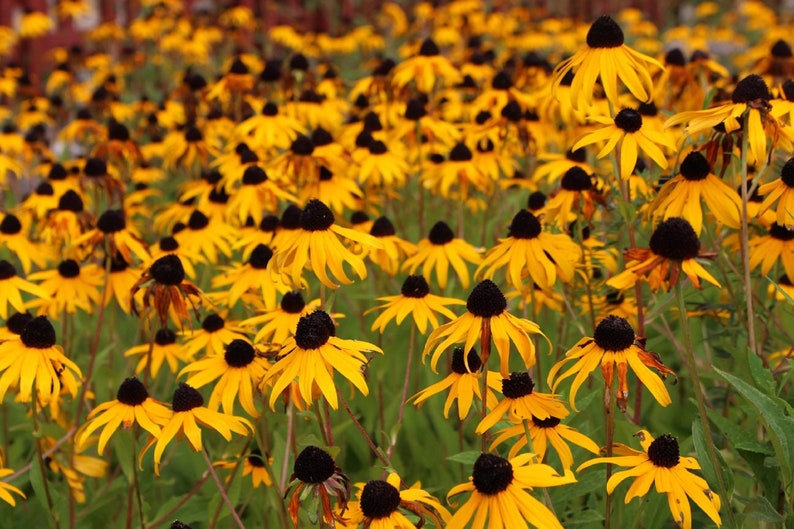 2500 Black Eyed Susan Rudbeckia Hirta Flower Seeds Yellow image 1