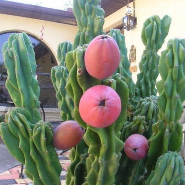 Apple Cactus {Cereus peruvianus monstruosus} Rare | Edible | Evergreen | Fast Growing | Showy Blooms | 5 seeds Free Shipping!