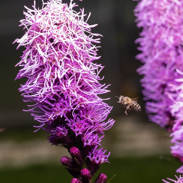 Florist Choice! Kobold Dense Blazing Star {Liatris spicata} 25+ seeds indoor starter Free Shipping US seller