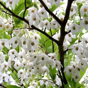 Japanese Snowbell {Styrax japonica} Showy Ornamental | Bonsai | 20 seeds Free US Shipping!