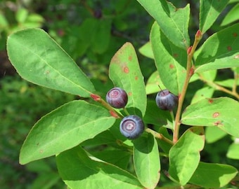 Evergreen Huckleberry {Vaccinium ovatum} Heirloom | Edible | Tea Alternative | Elegant Shrub | High Yield | 50+ seeds Free U.S. Shipping!