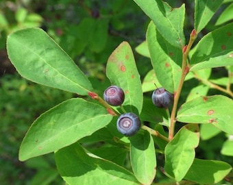 Evergreen Huckleberry {Vaccinium ovatum} Heirloom | Edible | Tea Alternative | Elegant Shrub | High Yield | 25+ seeds Free U.S. Shipping!