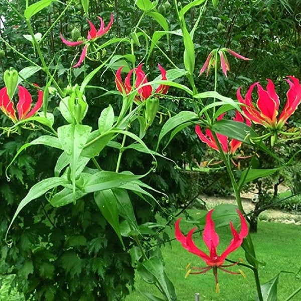 Glory Lily {Gloriosa rothschildiana} Fragrant | Cutting Fav | Showy Ornamental Blooms | Indoor Starter | 10 seeds Free Shipping!