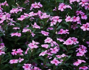 100+ Dwarf Pink Periwinkle Seeds (Vinca Rosea Delicata) Flowers GROUND COVER