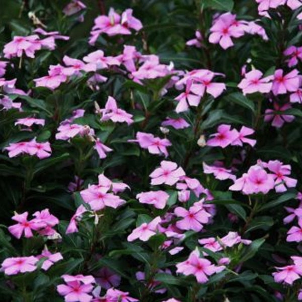 100+ Dwarf Pink Periwinkle Seeds (Vinca Rosea Delicata) Flowers GROUND COVER