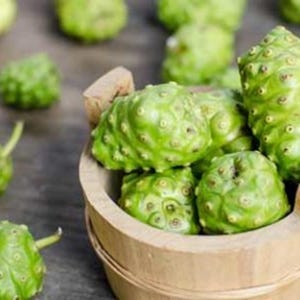 Noni berry Tree Organic {Morinda citrifolia} Superfood 10 seeds Free Shipping!