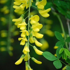 Golden Chain Tree Laburnum alpinum Scotch Laburnum Ornamental Showy Bonsai favorite 20 seeds Free Shipping US seller image 2