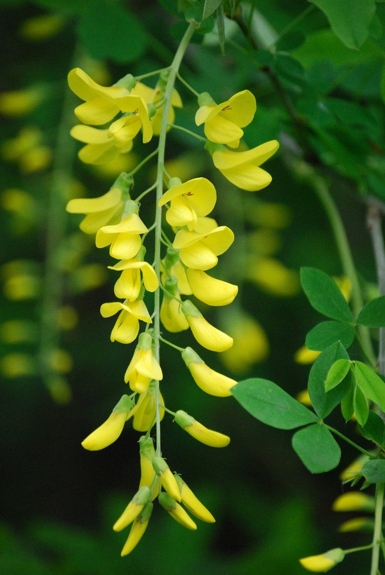 Golden Chain Tree Laburnum alpinum Scotch Laburnum Ornamental Showy Bonsai favorite 20 seeds Free Shipping US seller image 2