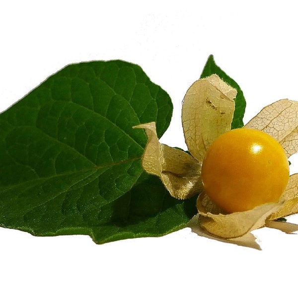 Pineapple Tomatillo (Physalis ixocarpa) Ground Cherry "Pineapple Flavored" Heirloom | NON GMO | Tasty Edible |100+ seeds Free Shipping!