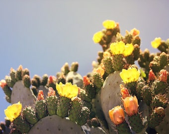 Marblefruit Cactus Pear {Opuntia strigil} Organic Edible | Low Maintenance | Showy succulent | Drought Tolerant | 20 seeds Free Shipping!