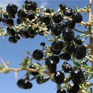 Black Goji Berry {Lycium ruthenicum} Superfruit | NON GMO | Tea Alternative | 2nd yr Producer 10+ seeds Free Shipping!