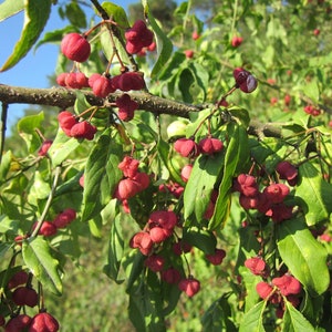Spindleberry Spindleberry Tree |bonsai Beauty| Var. {euonymus Europaeus} | Soap ...