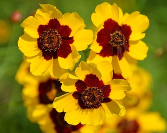 2000+ Dwarf Plains Coreopsis Wildflower Seeds (Coreopsis Tinctoria, Dwarf) | Tickseed | Deer-Resistant, Medicinal Herb & Edible Flower