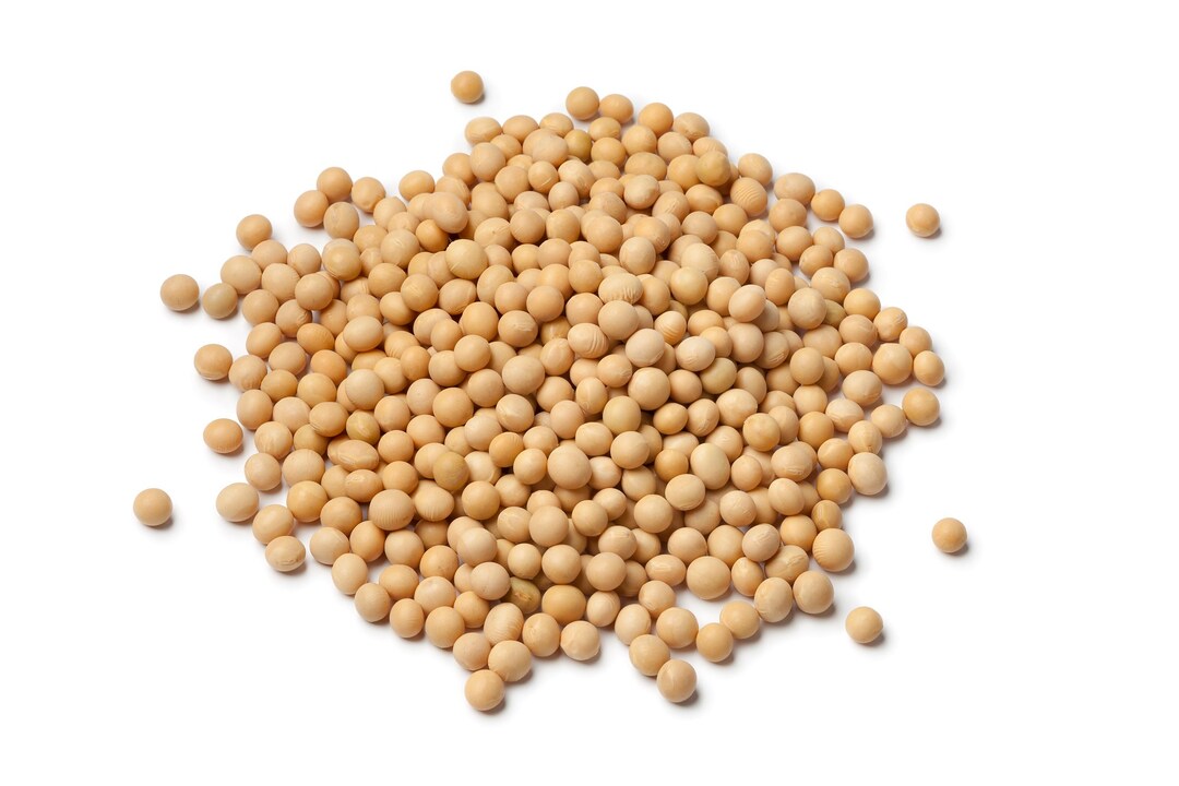 Soybean 350 or 700 Seeds NONGMO PURE Seeds Uses Microgreen Sprouts
