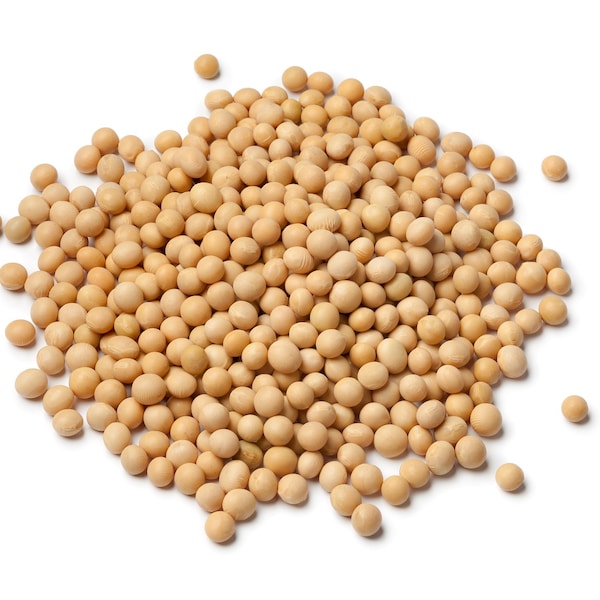Soybean 350+ or 700+ seeds NON-GMO PURE Seeds | Uses: Microgreen Sprouts, Sprouting, Planting or Soy Bean Forage Food Plots