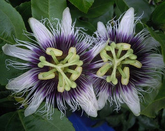 Purple Passion Fruit {Passiflora edulis} Organic | Pre-Stratified Edible | Exotic Blooms | Cold Hardy | 10 seeds Free U.S. Shipping!