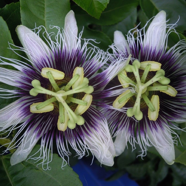 Purple Passion Fruit {Passiflora edulis} Organic | Pre-Stratified Edible | Exotic Blooms | Cold Hardy | 10 seeds Free U.S. Shipping!