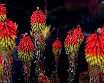 Florist Choice! Red Hot Poker {Kniphofia uvaria} Showy | Royal Castle | Cutting favorite 30+ seeds Free US Shipping! US Seller