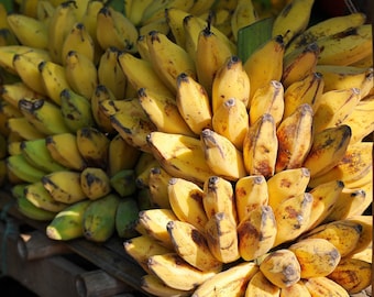 Dwarf Banana Tree {Musa x paradisiaca} Organic | Culinary Grade | Tropical Ornamental | Indoor Outdoor | 2023 Harvest | 5seeds Free Shipping