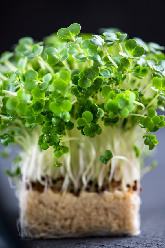 Curled Cress Seeds Organic 