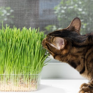 100 seeds-*1oz ct. CAT GRASS SEEDS Choose: Oat | Wheat | Cereal Rye | Barley | Blend