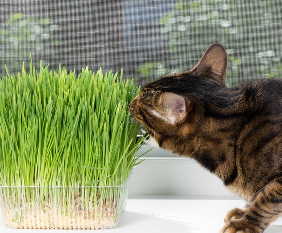 Graines d'herbe à chat (orge)