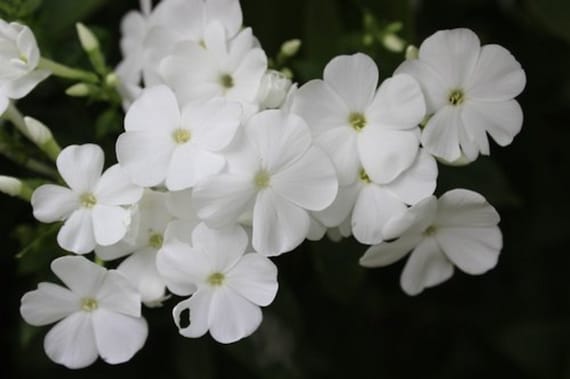 Phlox Seeds Promise White 50 Double Flower Phlox flower seeds Phlox drummon