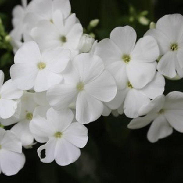 50 White Phlox Flower Seeds| Phlox Drummondii