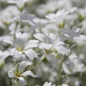 200 Snow In Summer Cerastium PERENNIAL GROUND COVER White Flower Seeds image 2