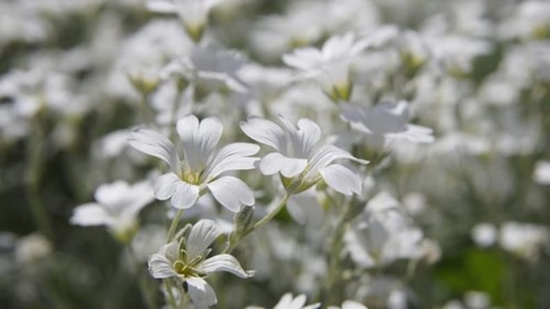 200 Snow In Summer Cerastium PERENNIAL GROUND COVER White Flower Seeds image 2