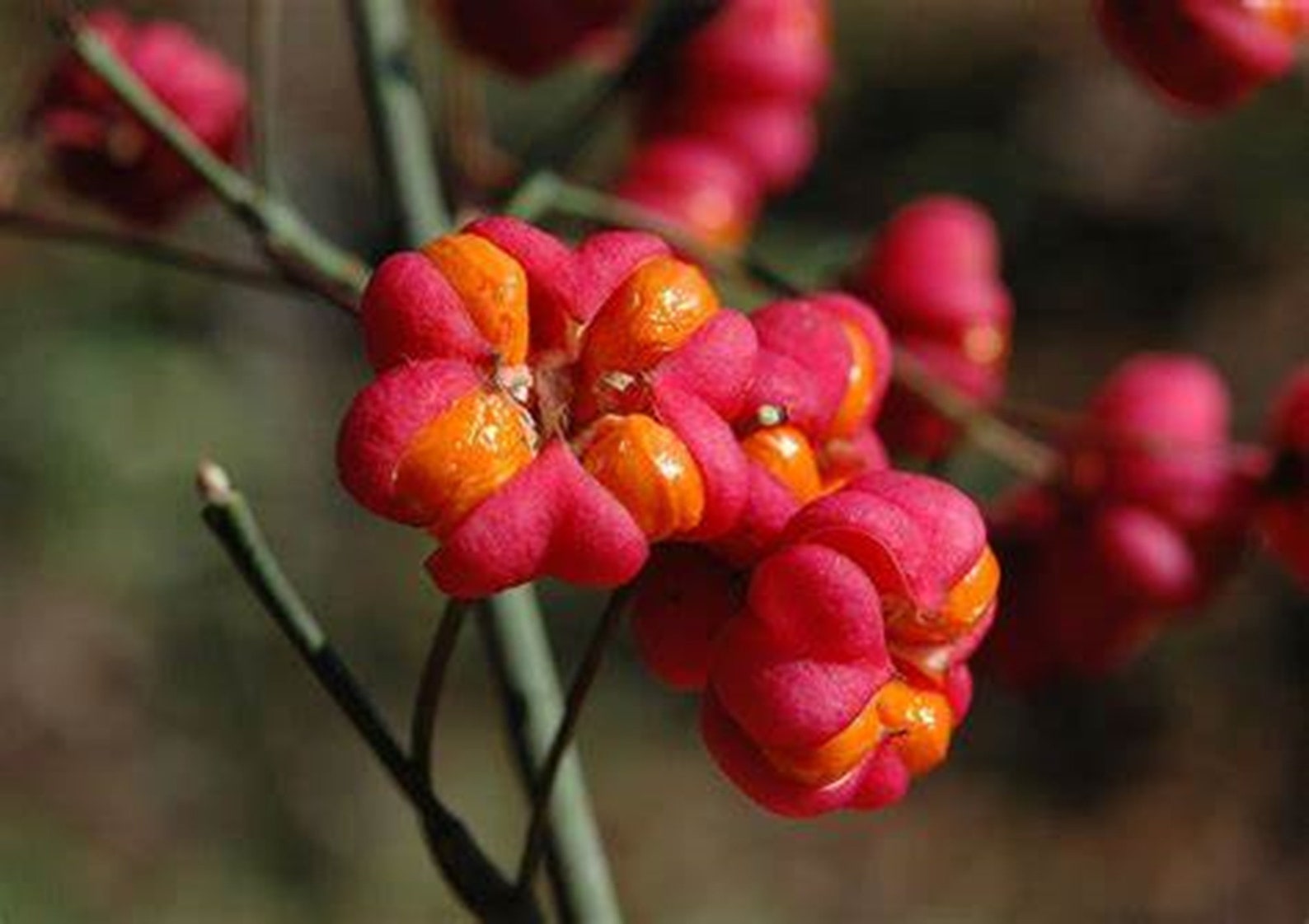 Spindleberry Spindleberry Tree |bonsai Beauty| Var. {euonymus Europaeus} | Soap ...