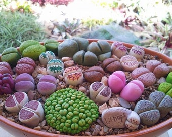 Lithops Vibrant Mix | Living Stones Including aucampiae, bromfieldii, dinteri, etc.. 25 seeds Free Shipping!