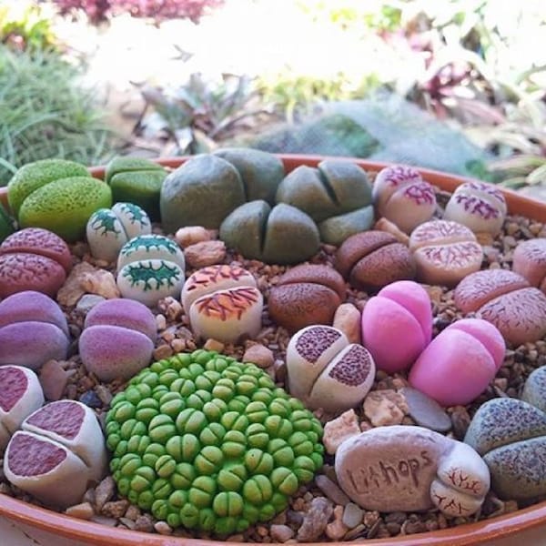 Lithops Vibrant Mix | Living Stones Including aucampiae, bromfieldii, dinteri, etc.. 25 seeds Free Shipping!