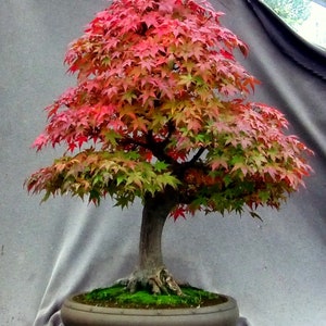 Japanese Thunder Red Maple {Acer palmatum i.} Fast Growing | Year Round Beauty | Dramatic Deciduous | Bonsai Favorite | RHS Winner 10 Seeds