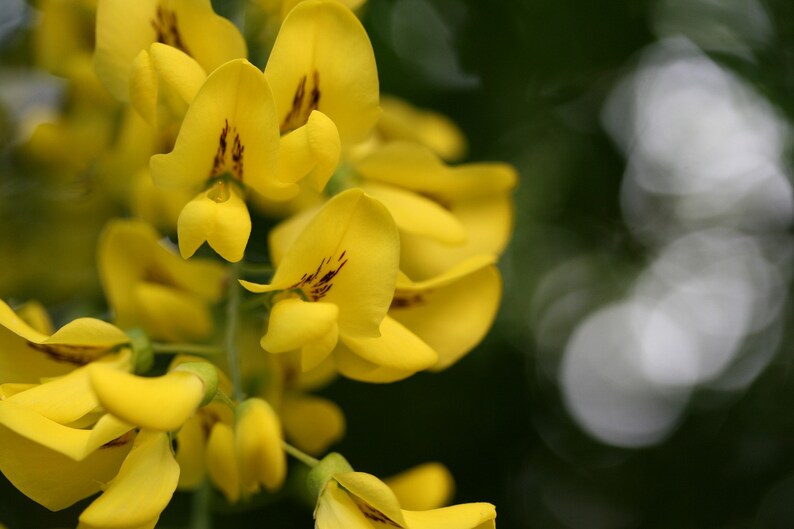 Golden Chain Tree Laburnum alpinum Scotch Laburnum Ornamental Showy Bonsai favorite 20 seeds Free Shipping US seller image 3