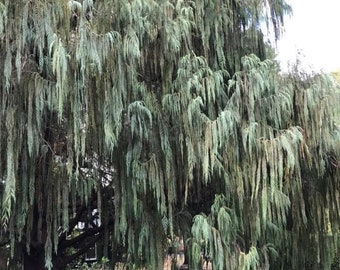 Kashmir Cypress {Cupressus darjeeling}  Evergreen | Fast Growing | Blue Green leaved | Hedgerow | 30 seeds Free U.S. Shipping!