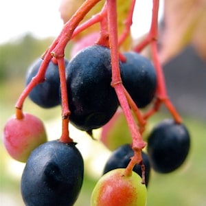 Nannyberry Tree Shrub {Viburnum lentago) Edible | Medicinal | 20 seeds Free U.S. Shipping!