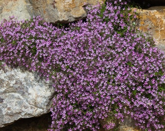 Pink Rock Soapwort Flower 1000+ Seeds (Saponaria Ocymoides) | Ground Cover, Borders, Soap Alternative