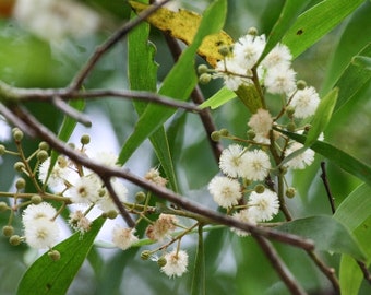 Blackwood Acacia {Acacia melanoxylon} Ornamental Tree | Fast Growing | Showy Blooms | Bonsai Favorite | 20+ seeds Free Shipping!