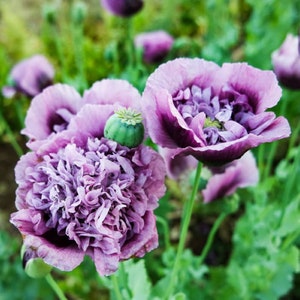Peony Poppy English Frilly {Papaver somniferum} Organic | Cutting | Showy Ornate Blooms | 20+ seeds Free U.S. Shipping! |